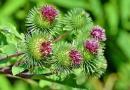 Plantas bravias comestíveis e outras condimentares