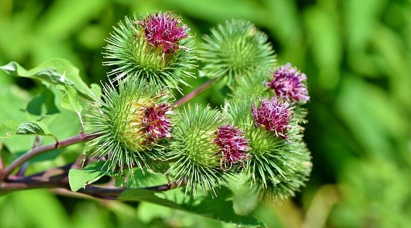Plantas bravias comestíveis e outras condimentares