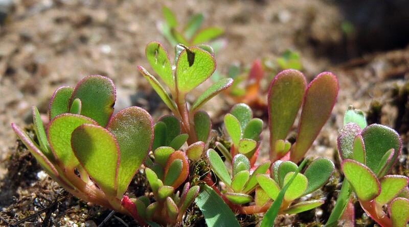 Beldroegas | Plantas bravias comestíveis