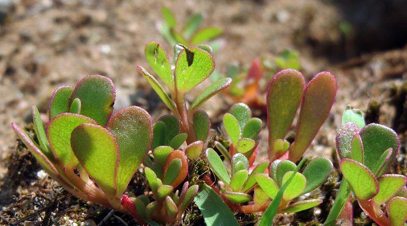 Beldroegas | Plantas bravias comestíveis