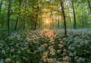 Floresta - O património vegetal à disposição da humanidade