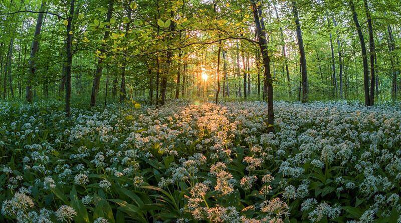 Floresta - O património vegetal à disposição da humanidade
