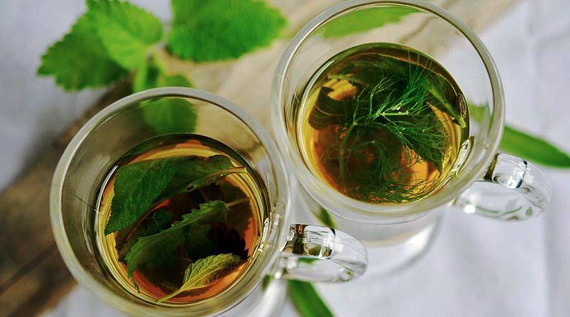 Plantas medicinais em Trás-os-Montes e Alto Douro