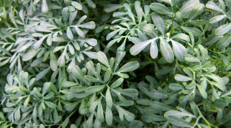 Arruda ou Ruda | Plantas medicinais