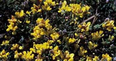 Carqueija ou Giesta-de-carqueija | Plantas medicinais