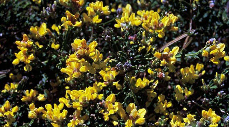 Carqueija ou Giesta-de-carqueija | Plantas medicinais