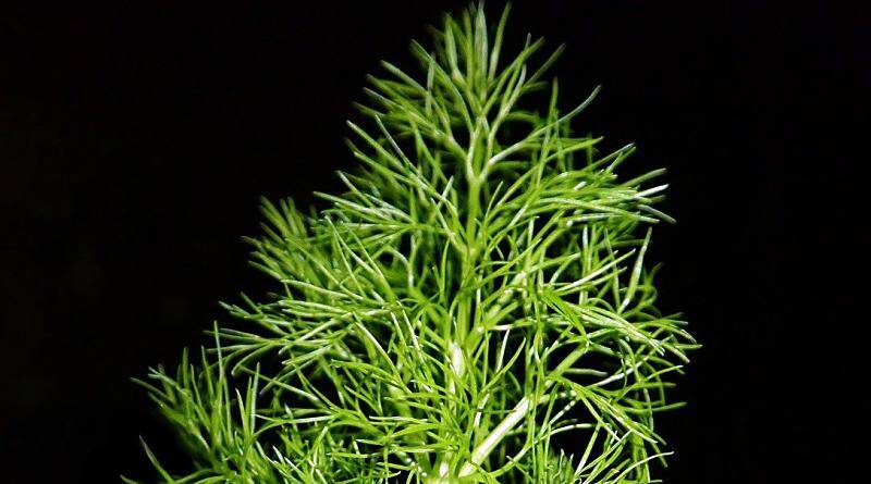 Funcho ou Fiolho | Plantas bravias comestíveis