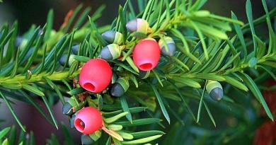 Teixo - Muita atenção: as «ervas» também matam!