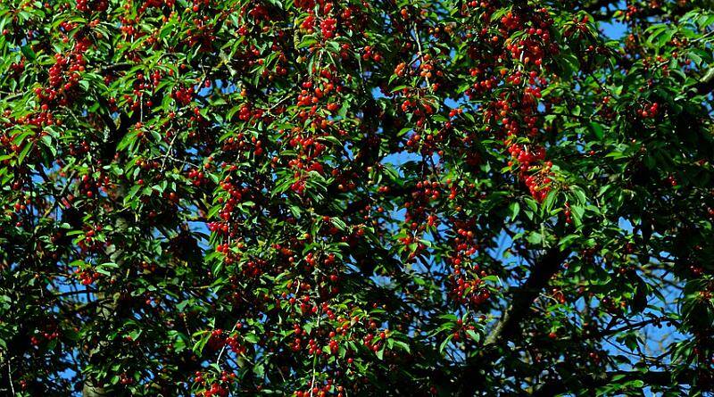 Cerejeira ou cerdeira