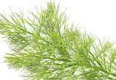 Funcho ou Fiolho | Plantas medicinais