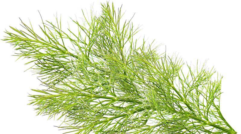 Funcho ou Fiolho | Plantas medicinais