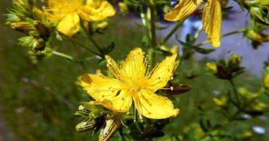 Hipericão-bravo ou Pericão | Plantas medicinais