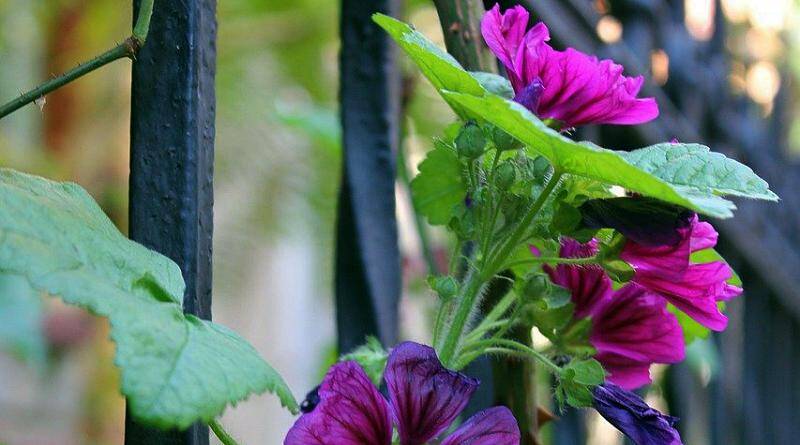Malvas | Plantas medicinais