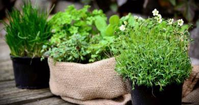 Sugestões para cultivar ervas aromáticas