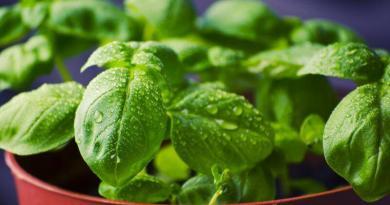 Majericão (Basílica) | Ervas aromáticas para cozinhados