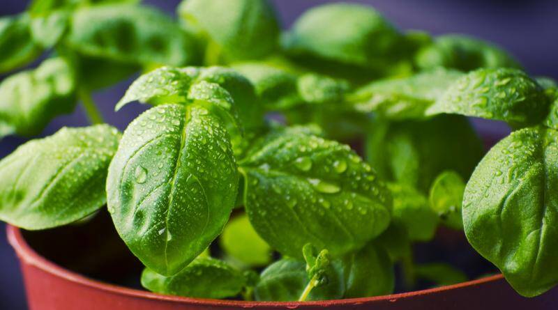 Majericão (Basílica) | Ervas aromáticas para cozinhados