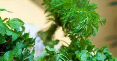 Ervas aromáticas para cozinhados