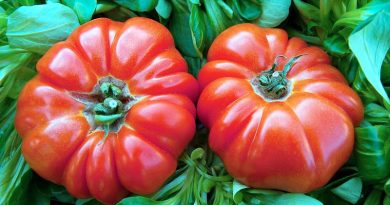 O que importa saber sobre o tomate coração de boi