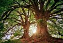Celebrar o Dia Mundial da Árvore e da Floresta