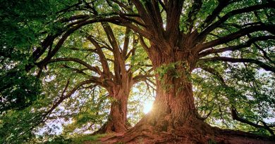 Celebrar o Dia Mundial da Árvore e da Floresta