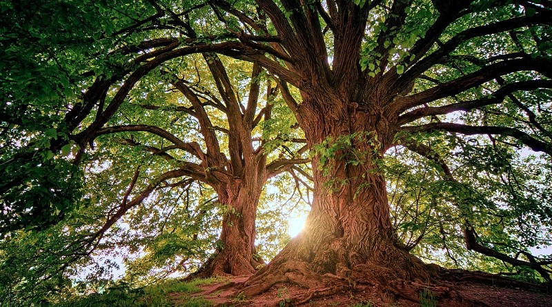 Celebrar o Dia Mundial da Árvore e da Floresta