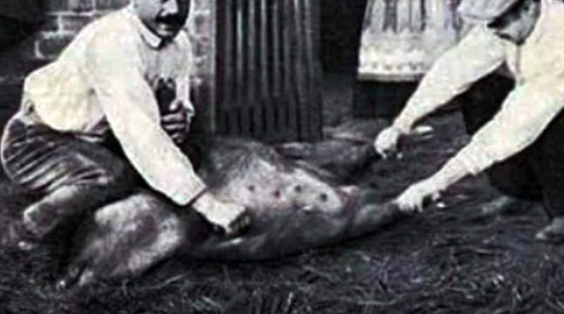 A matança do porco (Moita dos Ferreiros – Torres Vedras)