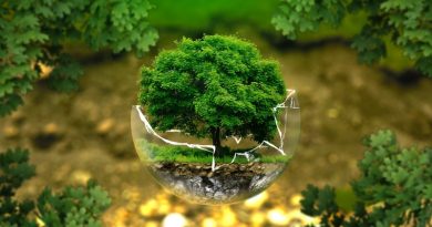 Dia Mundial do Ambiente - 5 de junho