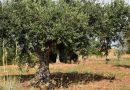 O que deve saber sobre as oliveiras, as azeitonas e o azeite