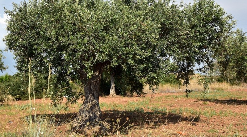 O que deve saber sobre as oliveiras, as azeitonas e o azeite