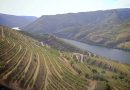 Viticultura na região do Douro: o que importa saber