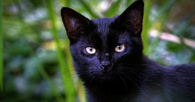 Dia Mundial do Gato Preto: história, superstições e curiosidades
