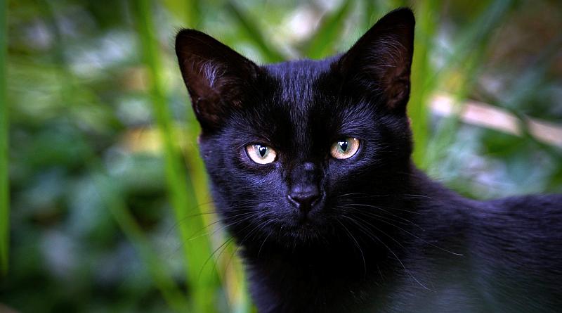 Dia Mundial do Gato Preto: história, superstições e curiosidades