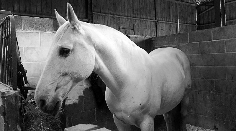 Puro-sangue Lusitano: a tradição portuguesa