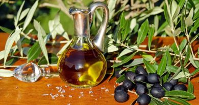 A apanha da azeitona em Portugal e o fabrico do azeite