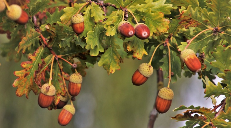 Dia Mundial da Bolota – 10 de novembro