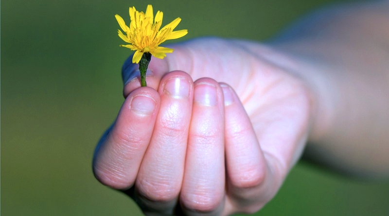 O Dia Internacional do Obrigado – 11 de janeiro. Oferecer uma flor!